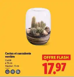 Lidl Cactus et succulente verrière offre
