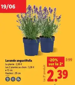 Lidl LAVANDE ANGUSTIFOLIA offre