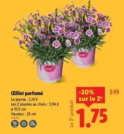 Lidl Œillet parfumé offre