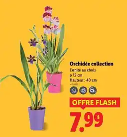 Lidl Orchidée collection offre