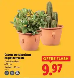 Lidl Cactus ou succulente en pot terracota offre