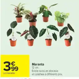 Carrefour Maranta offre