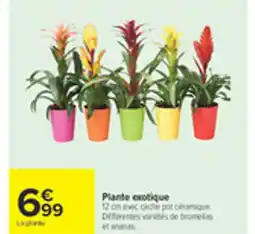 Carrefour Plante exotique offre