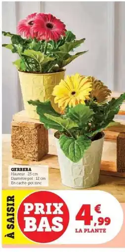 Hyper U Gerbera offre
