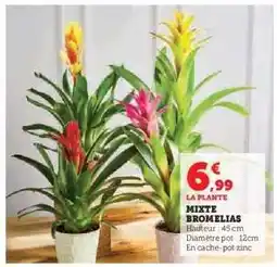 Hyper U MIXTE BROMELIAS offre