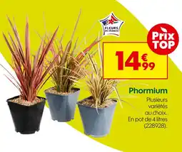 Truffaut Phormium offre