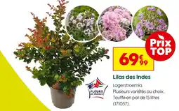 Truffaut Lilas des Indes offre