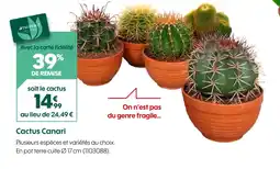 Truffaut Cactus Canari offre