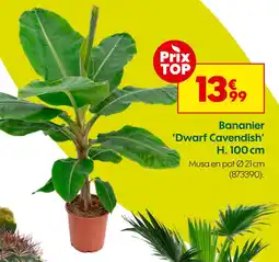 Truffaut Bananier 'Dwarf Cavendish' H. 100 cm offre
