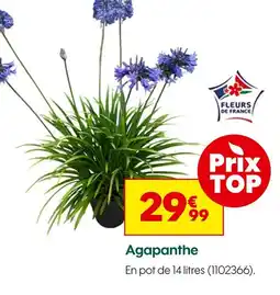 Truffaut Agapanthe offre