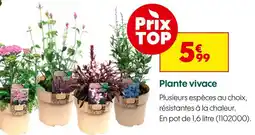 Truffaut Plante vivace offre