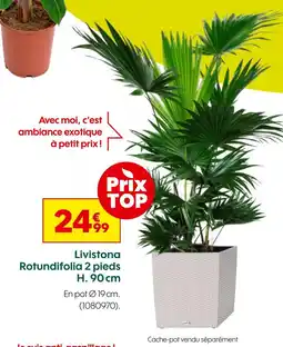 Truffaut Livistona Rotundifolia 2 pieds H. 90 cm offre