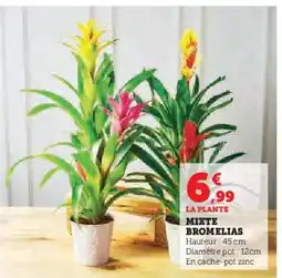 Super U Mixte bromelias offre