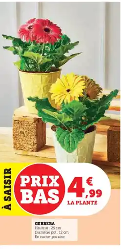 Super U Gerbera offre