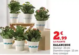 Maximarché Kalanchoe offre