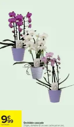 Cora x Carrefour Orchidée cascade offre