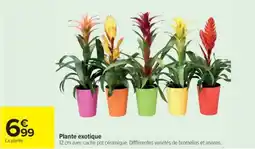 Cora x Carrefour Plante exotique offre