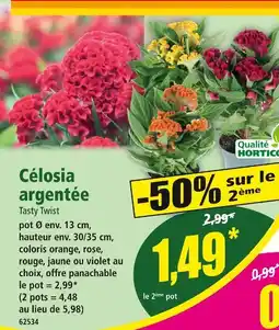 Norma Célosia argentée Tasty Twist offre