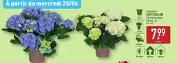 ALDI GARDENLINE Hortensia offre