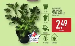 ALDI GARDENLINE Géranium citronnelle offre