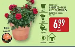 ALDI GARDENLINE Rosier odorant gros boutons offre