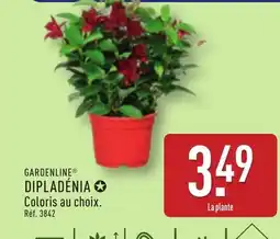 ALDI GARDENLINE Dipladénia offre