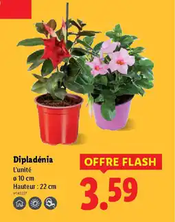 Lidl Dipladénia offre