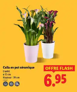 Lidl Calla en pot céramique offre