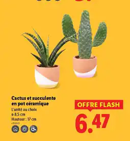 Lidl Cactus et succulente en pot céramique offre