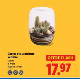 Lidl Cactus et succulente verrière offre