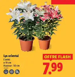 Lidl Lys oriental offre