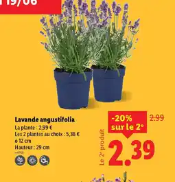Lidl Lavande angustifolia offre