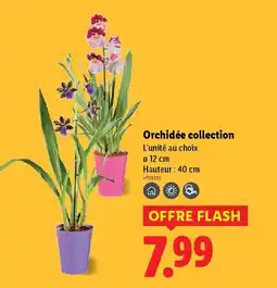 Lidl Orchidée collection offre