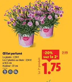 Lidl Œillet parfumé offre