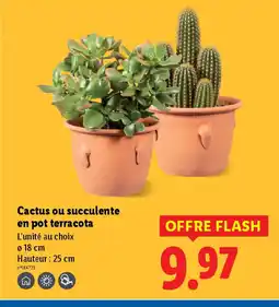Lidl Cactus ou succulente en pot terracota offre