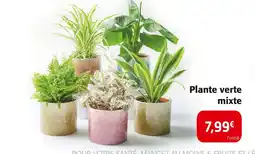 Colruyt Plante verte mixte offre