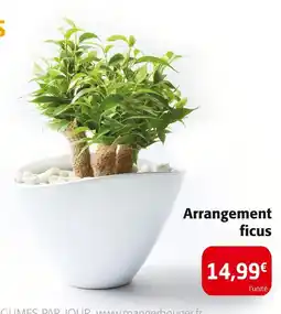 Colruyt Arrangement ficus offre
