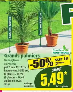 Norma Grand palmiers offre