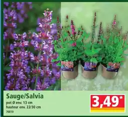 Norma Sauge/Salvia offre