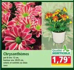 Norma Chrysanthèmes offre