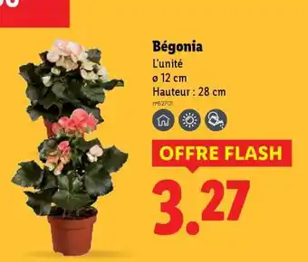 Lidl Bégonia offre