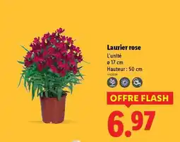 Lidl Laurier rose offre