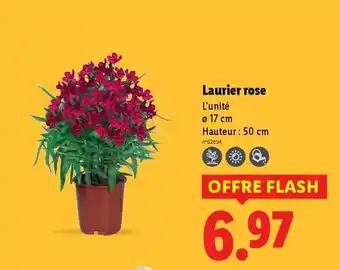 Lidl Laurier rose offre