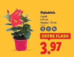 Lidl Dipladenia offre
