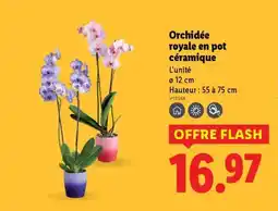 Lidl Orchidée royale en pot céramique offre