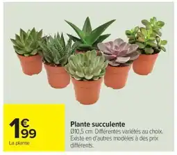 Carrefour Plante succulente offre