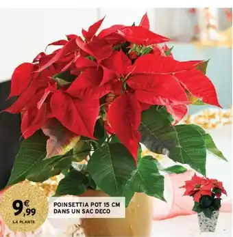Poinsettia Pot 15cm