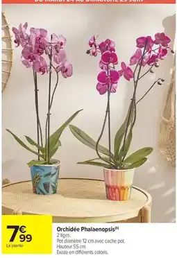Carrefour Drive Orchidée phalaenopsis offre