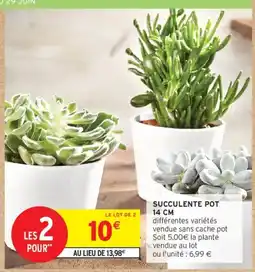 Intermarché Succulente pot offre