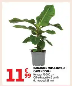 Auchan Bananier Musa Dwarf Cavendish offre